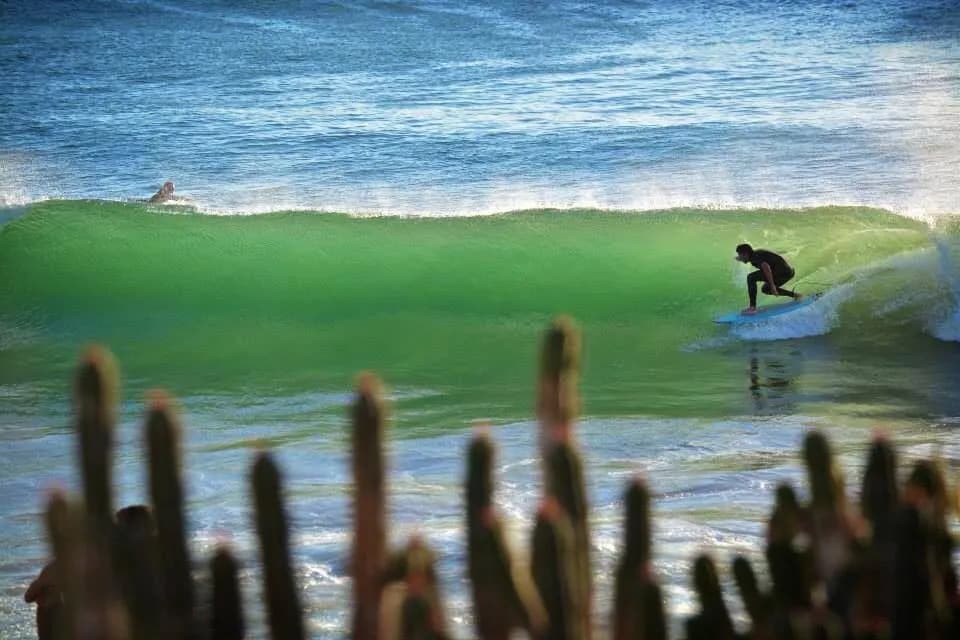 Surfer riding at Panorama Beach with cactus in the foreground